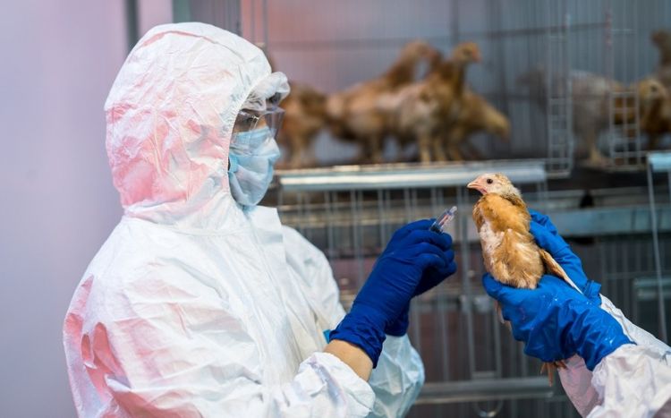 ВОЗ, ФАО и ВОЗЖ предупредили об опасности птичьего гриппа для людей