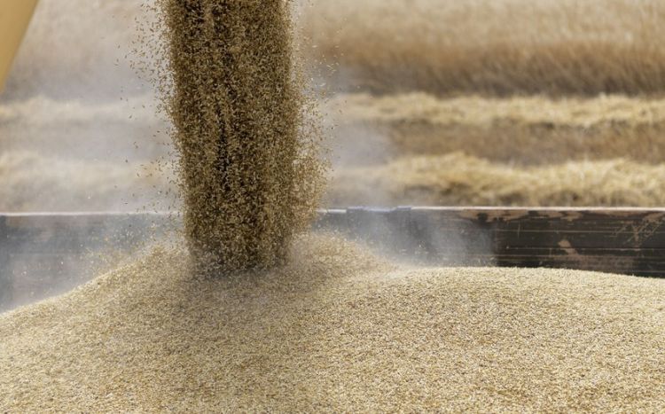 Объем экспорта зерна из Украины в июле сократился до 250 тыс. тонн в рамках зерновой сделки.