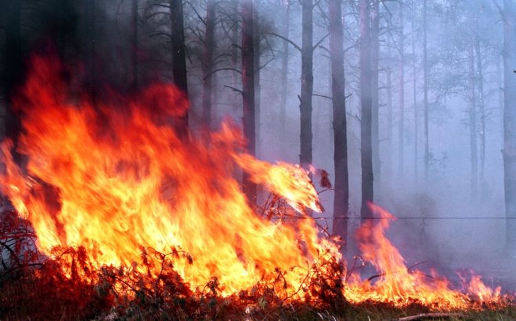 Лесной пожар на острове в Испании: уничтожено более десяти жилых домов, привлечена армия