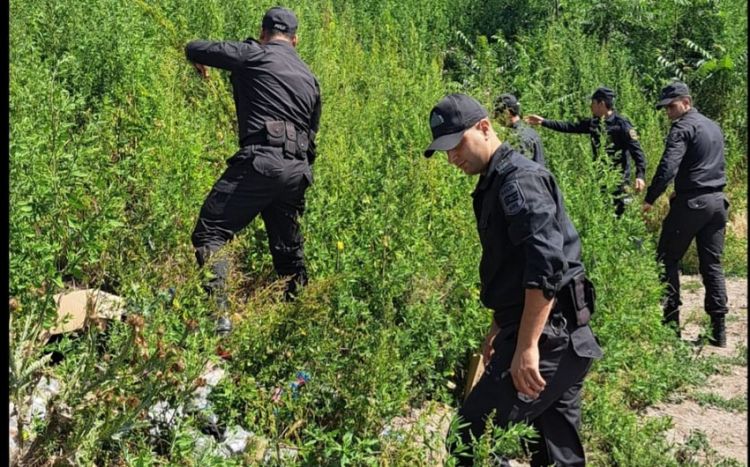 СГБ и МВД провели рейд в Лачыне, уничтожено 2,3 тонны растений конопли