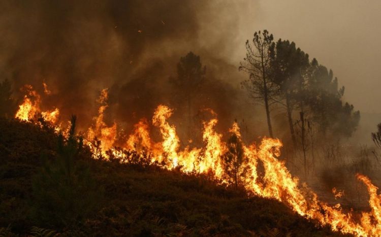Wildfires kill 15 in Algeria