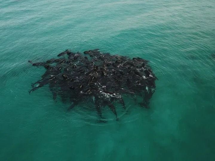 Avstraliyada qapalı qalan 51 balina öldü