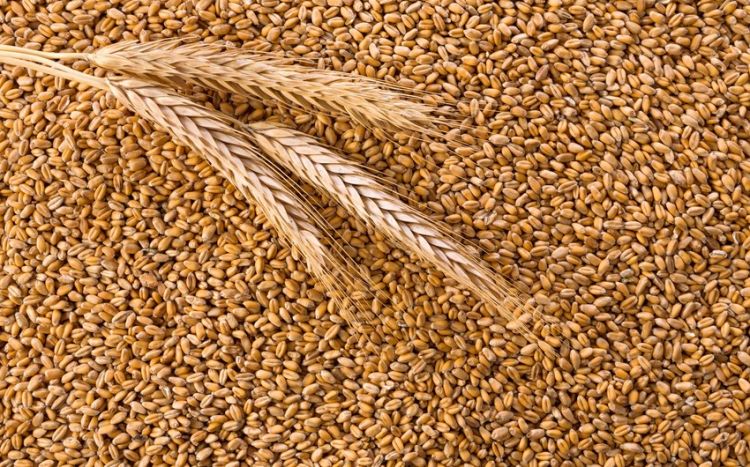 Министерство: Государству поставлено 30 тыс. тонн продовольственной пшеницы