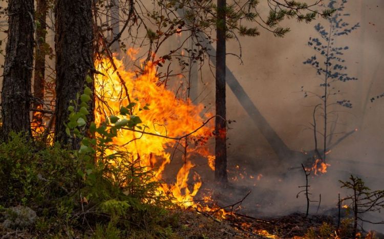 В Греции за 10 дней возникли 600 лесных пожаров