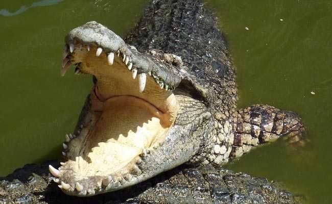 Footballer, 29, killed by crocodile while cooling off in river