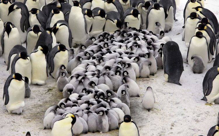 BBC: В Антарктиде из-за потепления погибли до 10 тысяч пингвинят