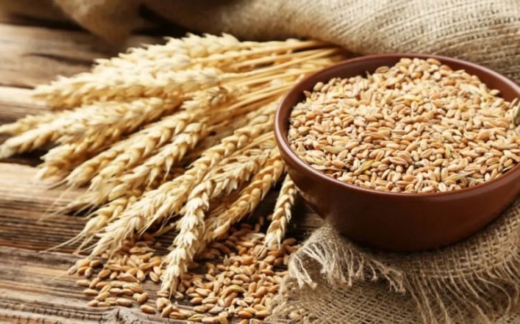 В Азербайджане ведется работа по созданию засухоустойчивых, урожайных сортов пшеницы